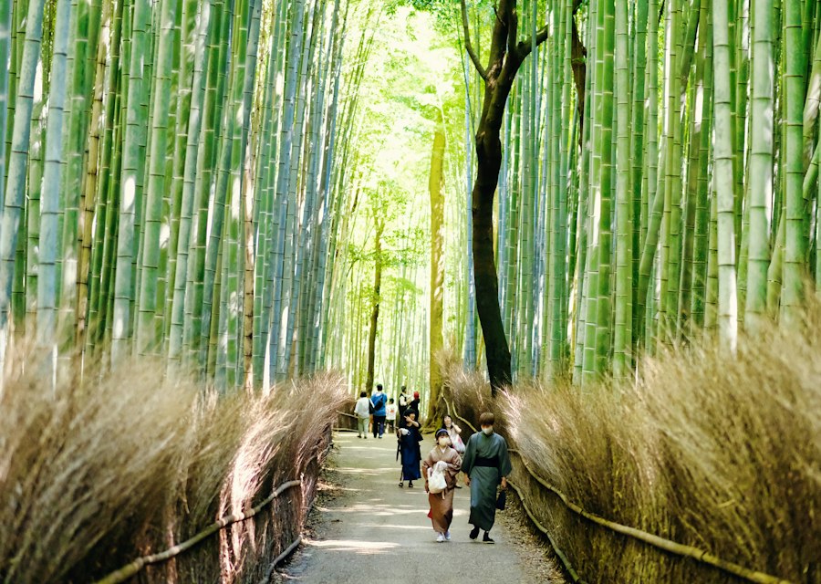Foresta di bambù di Arashiyama